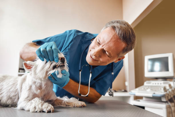 Best Root Canal Emergency Dentist  in Fern Park, FL